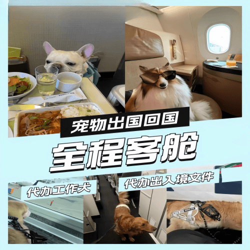 荆州市宠物托运到白俄罗斯宠物入境规定和要求